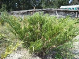 Ялівець козацький - Juniperus sabina