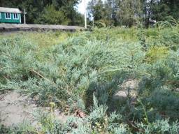 Ялівець горизонтальний - Juniperus horisontalis